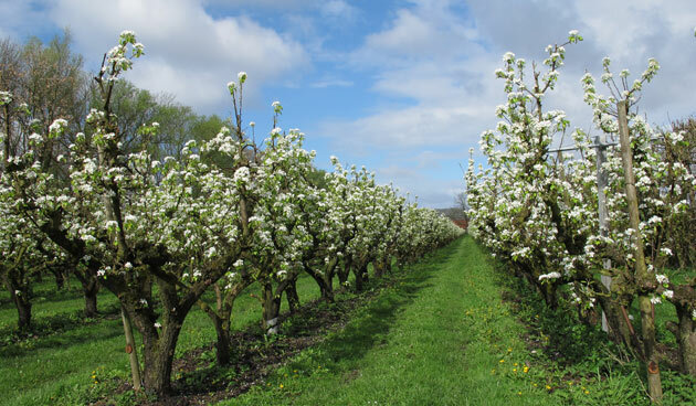 In de Fruitteelt