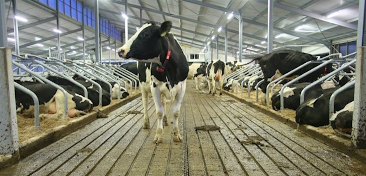 Gebruik van BIOhumat in de stal