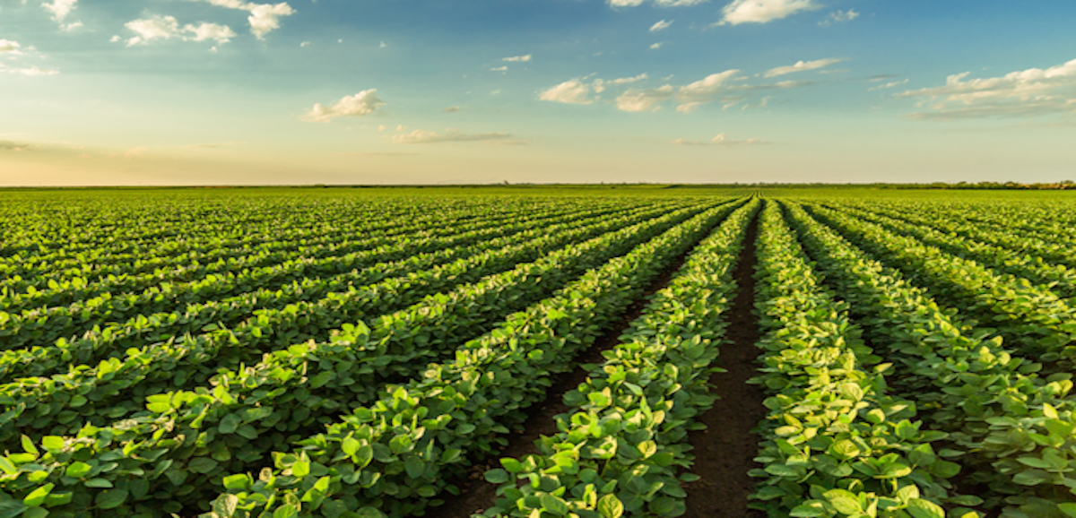 BIOhumat voor de bodem en akkerbouw
